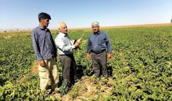 بازدید میدانی مزارع چغندرقند بهاره غرب استان خراسان رضوی
