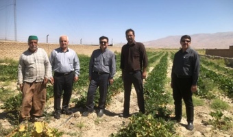 پایش مزارع چغندرقند ارقام ایرانی در استان خراسان رضوی و شمالی