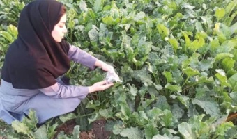 رهاسازی زنبور پارازیتوئید براکون در قطعات آزمایشی چغندرقند بهاره کرج