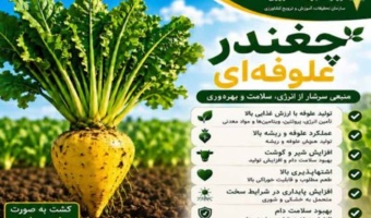 چغندرعلوفه‌ای گیاه ارزشمند جهت تأمین بخشی از علوفه مورد نیاز کشور