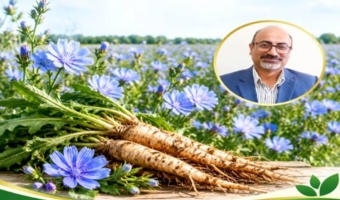 نقشه‌راه ملی توسعه کشت چیکوری: هم‌افزایی پهنه‌بندی اقلیمی و زنجیره ارزش برای تحول در الگوی کشت