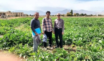 بازدید رییس موسسه از پروژه‌های تحقیقات چغندرقند همدان