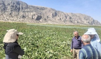 بازدید از مزارع و پایلوت مقایسه ارقام چغندرقند ایرانی در پاسارگاد