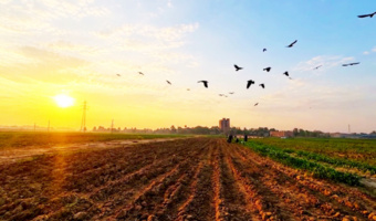 طلوع صبحی پاییزی در فصل برداشت چغندرقند