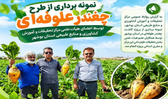 اینفوگرافی چغندر علوفه‌ای