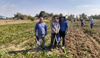 عملیات برداشت آزمایشات چغندرقند بهاره در همدان