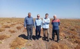 بازدید رئیس موسسه از قطعات تولید بذر چغندرقند در اردبیل