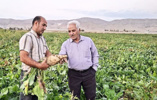 بازدید از مزارع چغندرقند مناطق غربی و مرکزی استان خراسان شمالی