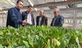 بازدید از ارقام ایرانی جدید چغندر برگی و زینتی و اولین رقم ایرانی چغندر لبویی
