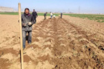 تجلی اقتدار در امنیت غذایی؛ آغاز عملیات کشت هیبریدهای اصلاحی چغندر لبویی در اراک