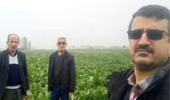 پایش مزارع چغندرقند پاییزه استان گلستان