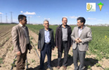 بازدید رئیس موسسه از ایستگاه تحقیقات چغندرقند مرحوم مهندس مطهری کمالشهر کرج