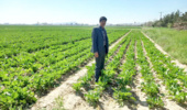 عملیات داشت آزمایش پایلوت کشت چغندرقند پاییزه مشهد