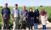 بازدید از مزارع چغندرقند پاییزه استان بوشهر
