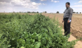 بازدید از آزمایش های ارزیابی هیبریدهای مقاوم به ساقه روی در رشتخوار و گناباد