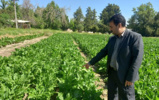 شرایط مطلوب آزمایش های مقایسه ارقام کشت چغندرقند پاییزه مشهد