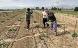 آغاز عملیات نصب ملزومات کیج در قطعه اصلاحی تولید بذر چغندرقند همدان