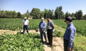 بازدید و پایش آزمایش و پایلوت های کشت پاییزه و زمستانه چغندرقند در ایستگاه تحقیقات کشاورزی شهید رضوی (طرق) مشهد