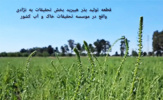 گوشه‌ای از فعالیت‌ها و عملیات اصلاحی تولید بذر هیبرید چغندرقند