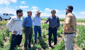 پایش مزارع تولید بذر هیبرید تجارتی چغندرقند اردبیل
