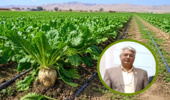خوداتکایی تولید شکر از ۸۰ درصد گذشت/سیاست‌گذاری و خشکسالی مانع پایداری تولید