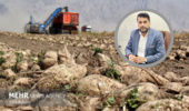 طعم شیرین خودکفایی در زاگرس؛ کرمانشاه پیشتاز تولید چغندرقند کشور