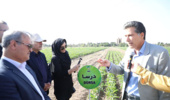 از تنوع ژنتیکی تا تولید هیبریدهای مقاوم؛ آغاز مسیر خلق نسل جدید ارقام چغندرقند