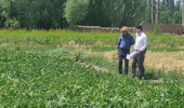 بازدید رئیس بخش تحقیقات چغندرقند استان آذربایجان غربی از آزمایش‌های تحقیقاتی در حال اجرا در ایستگاه تحقیقات کشاورزی خوی