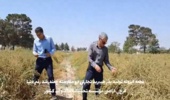 عملیات برداشت مکانیزه بذر هیبرید تجارتی دومقامته چغندرقند رقم دنیا