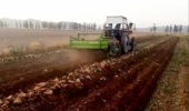 برداشت پایلوت چغندرقند زمستانه در شهرستان تربت حیدریه