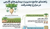 اینفوگرافی ، راهنمای جامع مدیریت بیماری‌های قارچی در مزارع چغندر قند