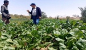 فاصله‌ای به نام «دانش تا مزرعه»؛ چالش پنهان تولید چغندرقند