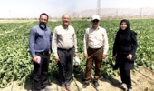 بازدید از قطعه آزمایشات بهاره کرج