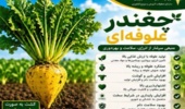 چغندرعلوفه‌ای گیاه ارزشمند جهت تأمین بخشی از علوفه مورد نیاز کشور