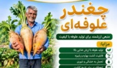 چغندرعلوفه‌ای؛ علوفه‌ای با ارزش غذایی بالا، اصلاح الگوی کشت و افزایش بهره‌وری آب