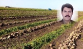 چغندرقند پاییزه راهکاریست برای کاهش مصرف آب و سازگاری با تغییر اقلیم