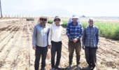 عملیات کاشت قطعه پست کنترل نرعقیمی و منوژرمی لاین ها و هیبریدهای اصلاحی چغندرقند