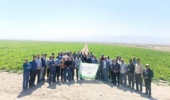 مراسم روز مزرعه استانی چغندرقند در شهرستان تربت‌جام