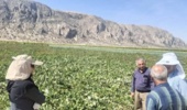 بازدید از مزارع و پایلوت مقایسه ارقام چغندرقند ایرانی در پاسارگاد