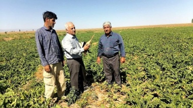 بازدید میدانی مزارع چغندرقند بهاره غرب استان خراسان رضوی