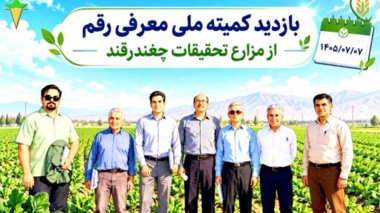 ارقام امیدبخش سه مقاومته چغندرقند بهاره  در مسیر ارزیابی و معرفی