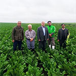 بازدید کارشناسان موسسه تحقیقات چغندرقند از مزارع چغندرقند استان گلستان