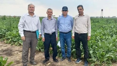 بازدید معاون پژوهشی موسسه از پروژه های چغندرقند پاییزه استان گلستان
