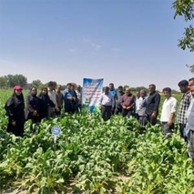 برگزاری روز انتقال یافته های تحقیقاتی در محصول چغندرقند در قالب طرح ارتقای دانش و ترویج اجرای عملیات خوب کشاورزی
