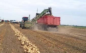 برداشت چغندرقند پاییزه در استان گلستان با تحویل بیش از ۳۴۸ هزار تن محصول به کارخانجات قند کشور