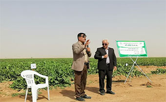 برنامه روز انتقال یافته های چغندرقند در مزرعه نمونه شهرستان چناران