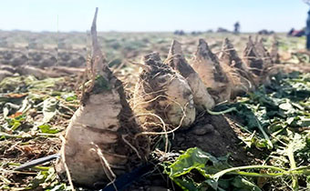 آغاز برداشت آزمایشات چغندرقند همدان