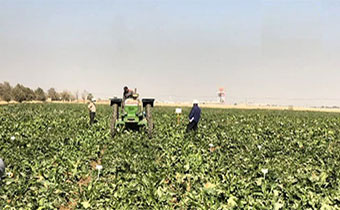 برداشت آزمایشات چغندرقند بهاره در مشهد