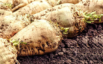 رشد ۲۰ برابری کشت پاییزه چغندرقند/ ۲۴۰ میلیون مترمکعب آب در کشور صرفه‌جویی شد