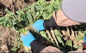 کلیپ کوتاه از عملیات برداشت ریشه چه های سال اول